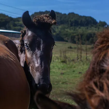 Aranypatko Vendeghaz * Aggtelek